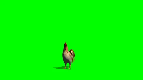 Roster - green screen Stock Footage 36471276