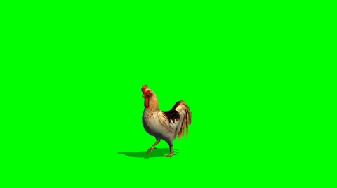 Roster walks - green screen Stock Footage 36470876