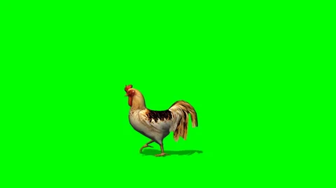 Roster walks - green screen Video stock 36471535