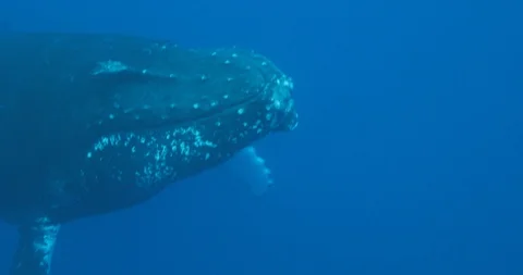 Rostrum coming close 库存影片 129535033