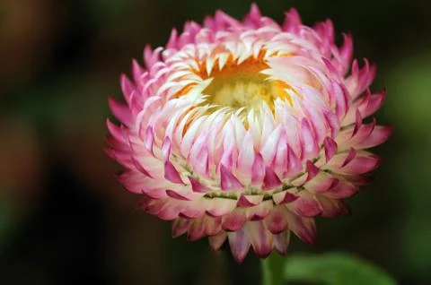 Rosy Everlasting Stock Photos