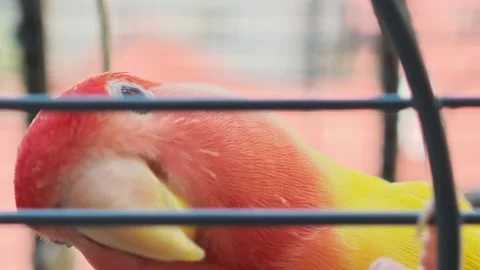 Rosy faced lovebird looking through cage bars Vidéo 312011276