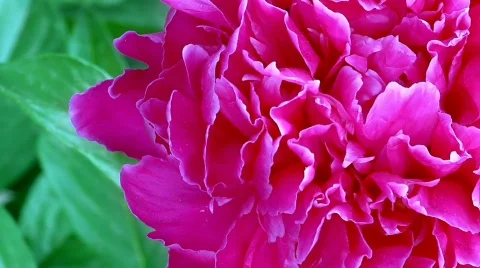 Rosy flower Stock Footage 721969