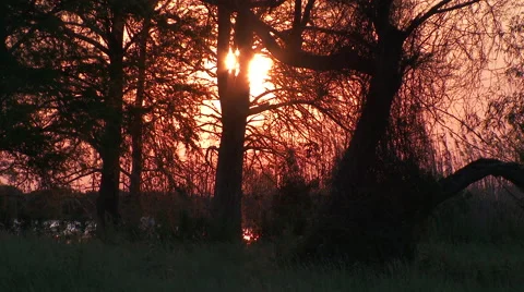 Rosy Forest Sunset Behind Trees 4K Video stock 54712271