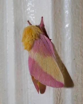 Rosy Maple Moth on Door Frame Foto stock