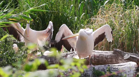 Rosy Pelican drying wings Stock Footage 39819047