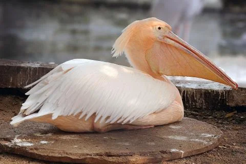Rosy Pelican Stock Photos