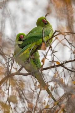 Rosy-ringed Parakeets Resting on a Branch Stock Photos