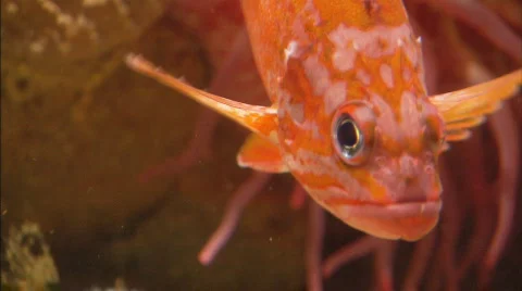 RosyRockfishXCU Stock Footage 487702
