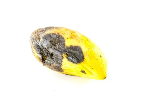 Rot mango fruit on white background Stock Photos