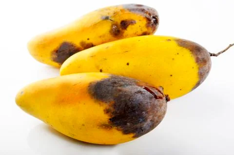 Rot mango fruit on white background Stock Photos