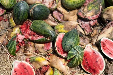 Rot watermelon Stock Photos