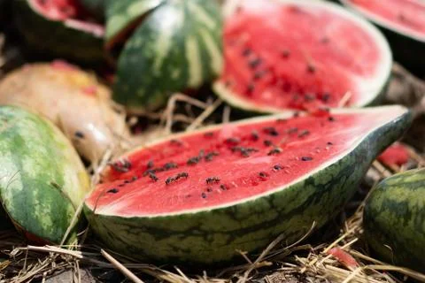Rot watermelon Stock Photos