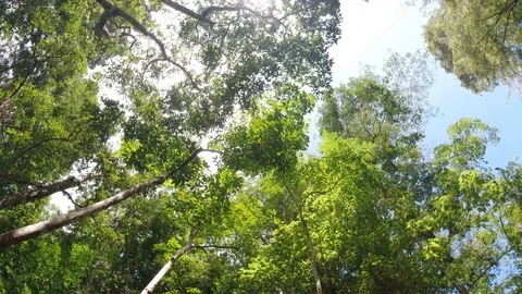 Rotage shot. Tree in the nature Stock Footage 112654554