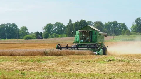 Rotary straw walker cut and threshes ripe wheat grain Stock Footage 155124878