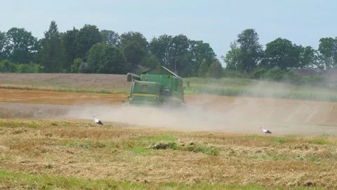Rotary straw walker cut and threshes ripe wheat grain. Combine harvesters Stock Footage 155127159