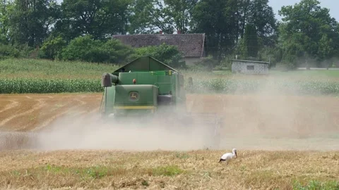 Rotary straw walker cut and threshes ripe wheat grain. Combine harvesters Stock Footage 155128481