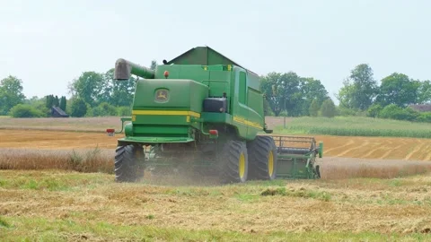 Rotary straw walker cut and threshes ripe wheat grain. Combine harvesters Stock Footage 155129655