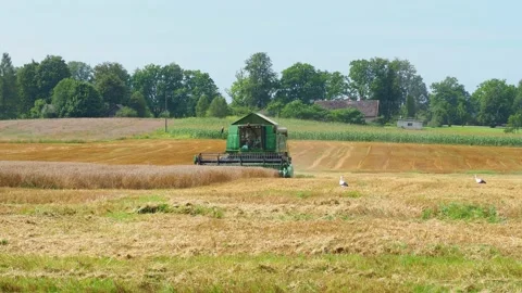 Rotary straw walker cut and threshes ripe wheat grain. Combine harvesters Stock Footage 155129814