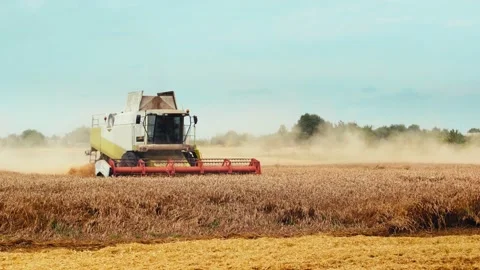 Rotary straw walker cut and threshes ripe wheat grain. Man in combine harvesters Stock Footage 157151092