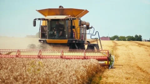 Rotary straw walker cut and threshes ripe wheat grain. Man in combine harvesters Stock Footage 157287655