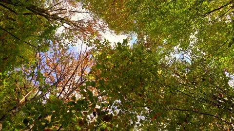 Rotate and look up to mixed trees Stock Footage 166400969