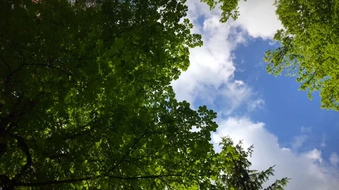 Rotate and looking up on green trees and blue sky, Video stock 116232453
