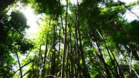 Rotate and Looking up shot on Devil Tree, Alstonia scholaris tree, POV view. Bea Stock Footage 119186794