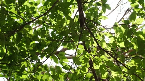 Rotate and Looking up shot a tree. Beautiful sun rays shine on the treetops.. Stock Footage 268008472