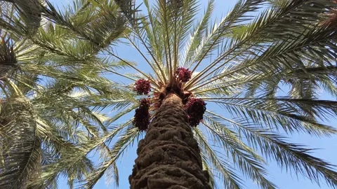 Rotate around a palm tree 動画素材 159577637