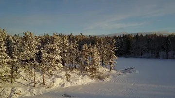 Rotate around pine trees on peninsula Stock Footage 85590786