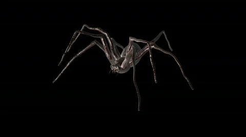 Rotate Around Spider with Alpha Vídeos de archivo 876584