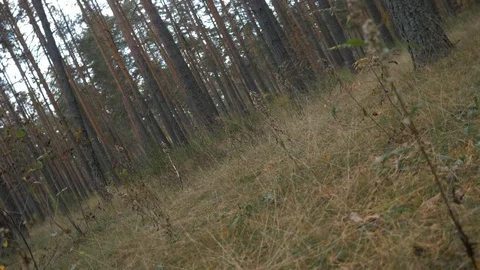 Rotate the camera 360 degrees vertically in the forest Stock Footage 95343488