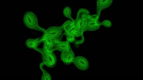 Rotate clock green sperm 库存影片 22179328