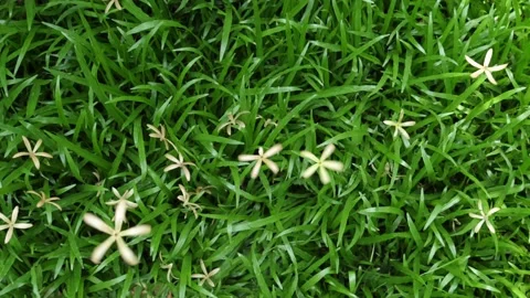 Rotate of dry flower falling down on green grass floor Stock Footage 238875774
