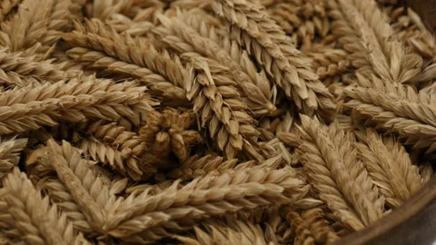 Rotate of Ears wheat 库存影片 162642863