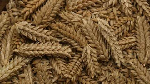 Rotate of Ears wheat on top view 库存影片 162642750