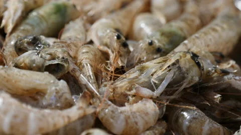 Rotate fresh shrimp in close view Stock Footage 162652095