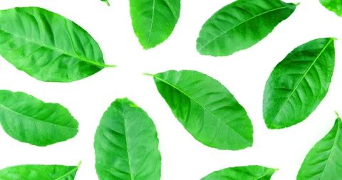 Rotate of green lemon leaf texture patterns on white background Video stock 142310051