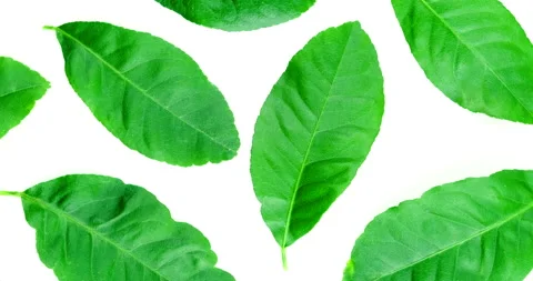 Rotate of green lemon leaf texture patterns on white background Video stock 142314159