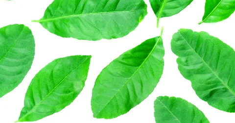 Rotate of green lemon leaf texture patterns on white background Video stock 142317341