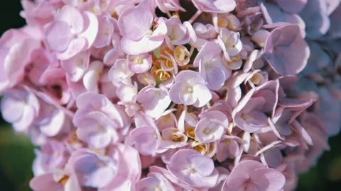 Rotate of Hydrangea flower blooming in spring and summer in a garden Video stock 149043609