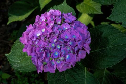 Rotate of Hydrangea flower (Hydrangea macrophylla) blooming in spring and sum Stock Photos