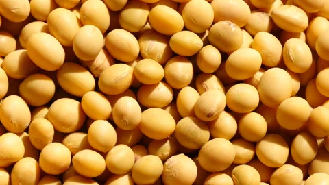 Rotate mass soybeans 库存影片 162604630