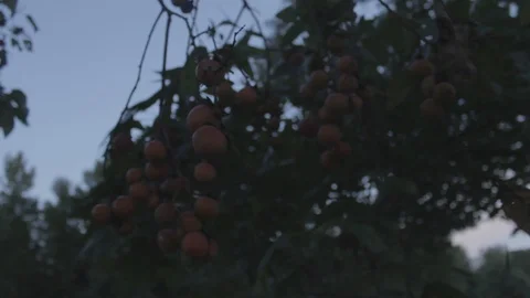 Rotate Past Persimmons Fruit Tree Bunch Stock-Footage 106679301