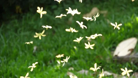 Rotate pattern of a dry flower falling down on green grass floor Stock Footage 246408069