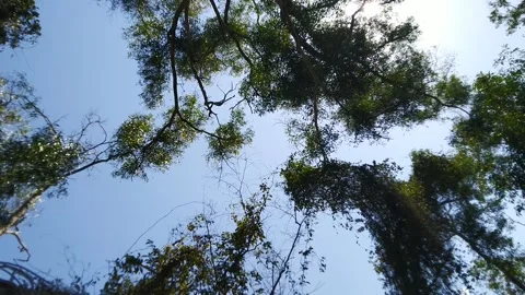 Rotate up tree Video stock 169219094