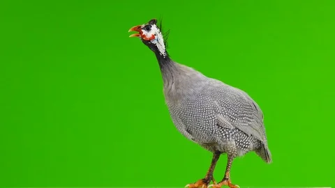 Rotates along the camera blue guinea fowl isolated on green screen Stock Footage 108379727