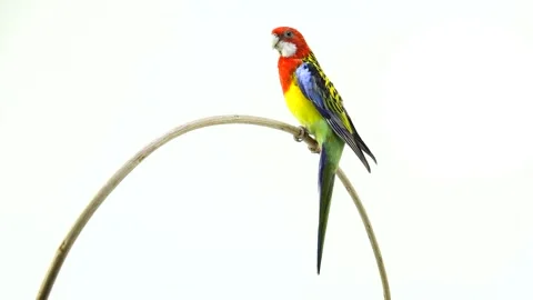 Rotates along the camera  Rosella parrot isolated on white screen Stock Footage 100629080
