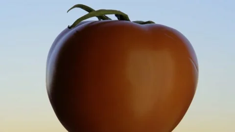 Rotates red fresh tomato close-up on their axis on light background Video stock 147749901